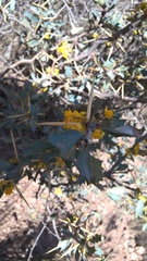 Berberis grevilleana