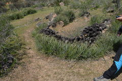 Puya coerulea