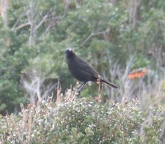 Curaeus curaeus curaeus