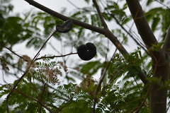 Enterolobium contortisiliquum