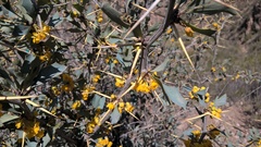 Berberis grevilleana