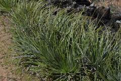 Puya coerulea