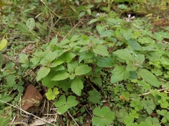 Clinopodium chinense