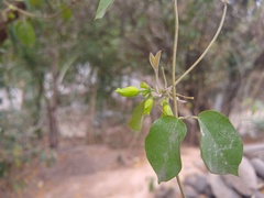 Dolichandra
