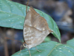 Zeuxidia amethystus amethystus