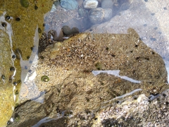 Littorinimorpha