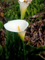 Zantedeschia