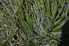 Puya coerulea