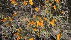 Anarthrophyllum elegans