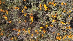 Anarthrophyllum elegans