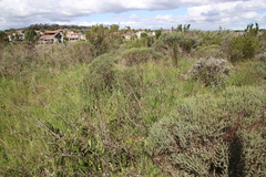 Relhania