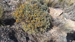 Anarthrophyllum elegans