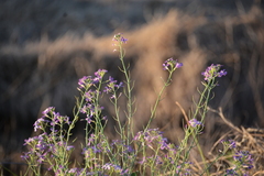 Hesperidanthus linearifolius