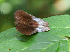 Tanaecia iapis puseda