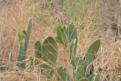 Opuntia