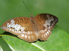 Tanaecia iapis puseda