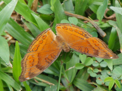 Junonia hedonia ida