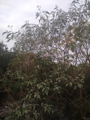 Solanum riparium