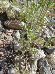 Froelichia arizonica