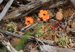Drosera hyperostigma