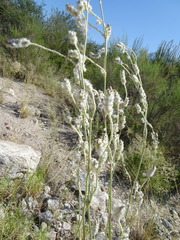 Froelichia arizonica