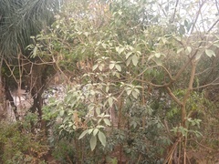 Solanum riparium