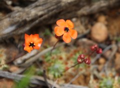Drosera hyperostigma