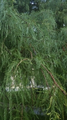Taxodium distichum