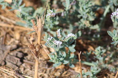 Heliotropium curassavicum