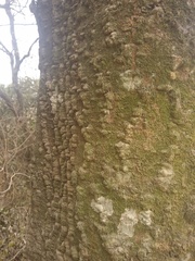 Anadenanthera colubrina