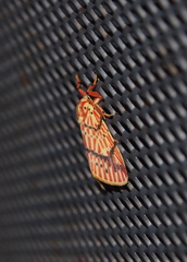 Barsine striata