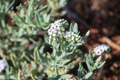 Heliotropium curassavicum