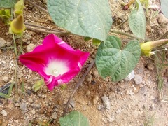 Ipomoea purpurea