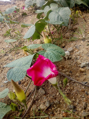 Ipomoea purpurea