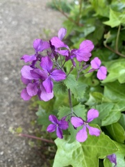 Lunaria