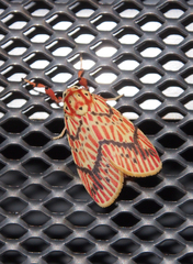 Barsine striata