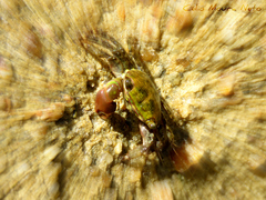 Pachygrapsus transversus image