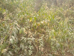 Quechualia fulta