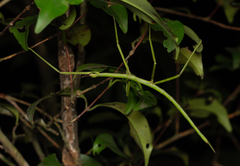 Cladoxerus cryphaleus