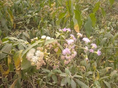 Quechualia fulta