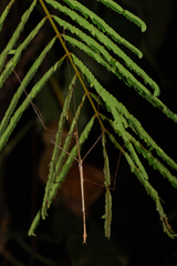 Cladoxerus cryphaleus