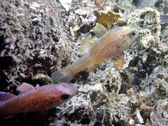 Vincentia novaehollandiae