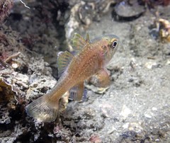 Vincentia novaehollandiae