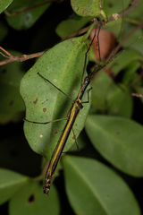 Paraphasma