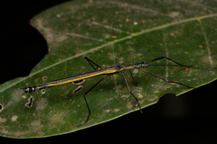 Paraphasma