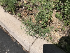 Euphorbia florida