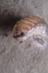 Cirolanidae