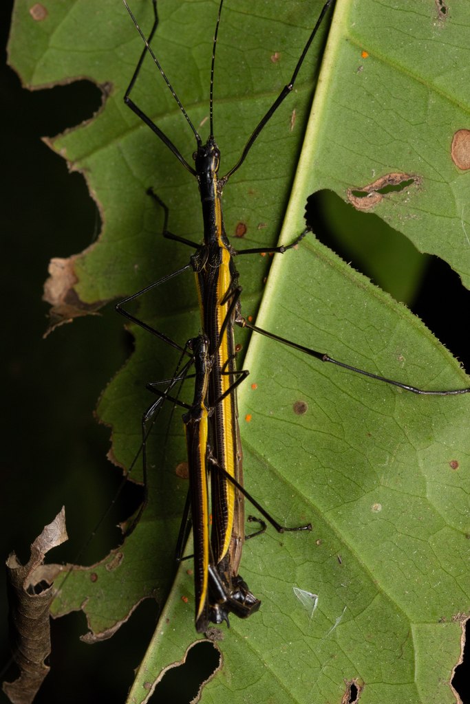 Paraphasma laterale