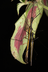 Paraphasma