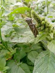 Melanoplus differentialis